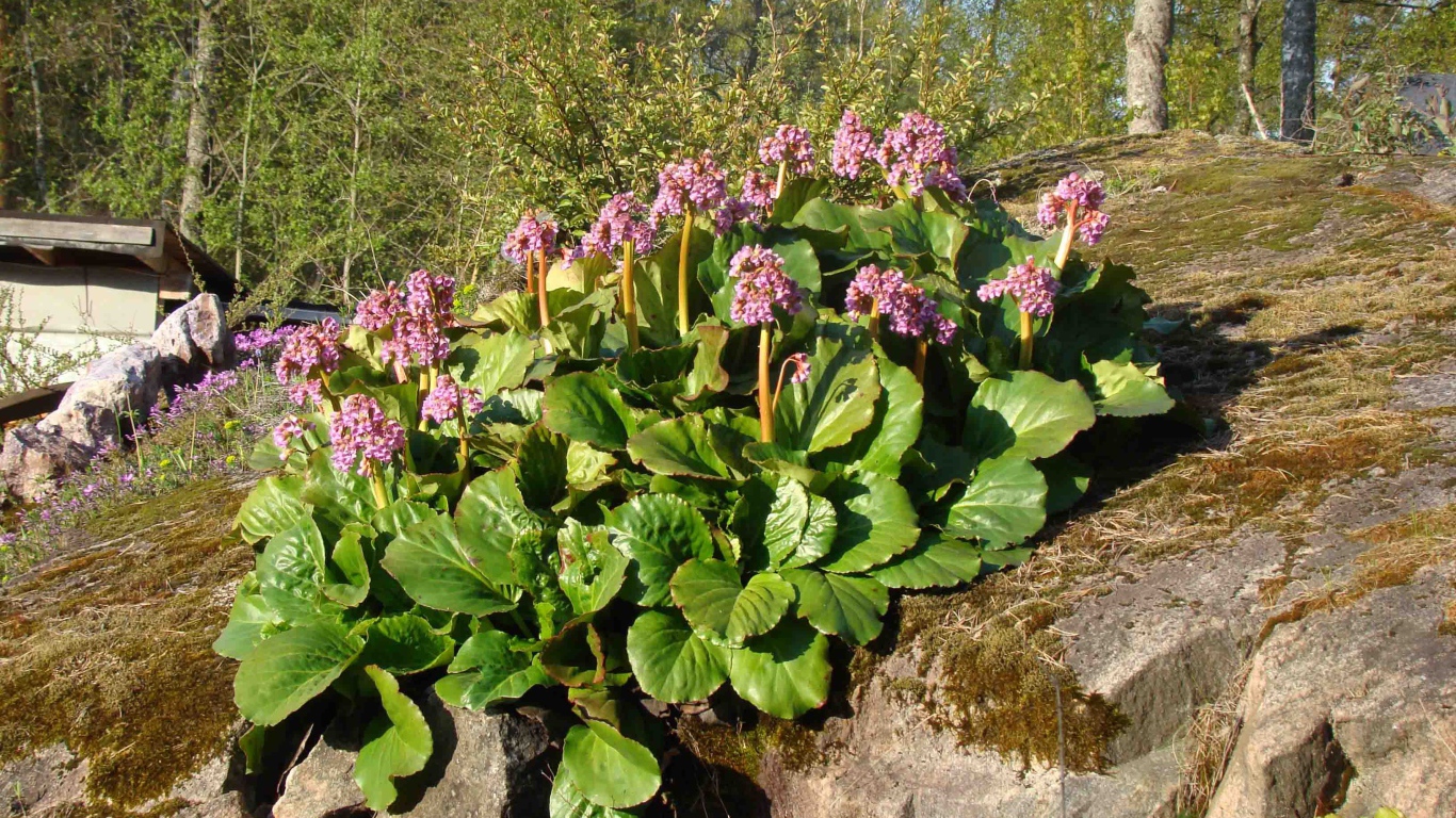 Многолетнее растение бадан в парке