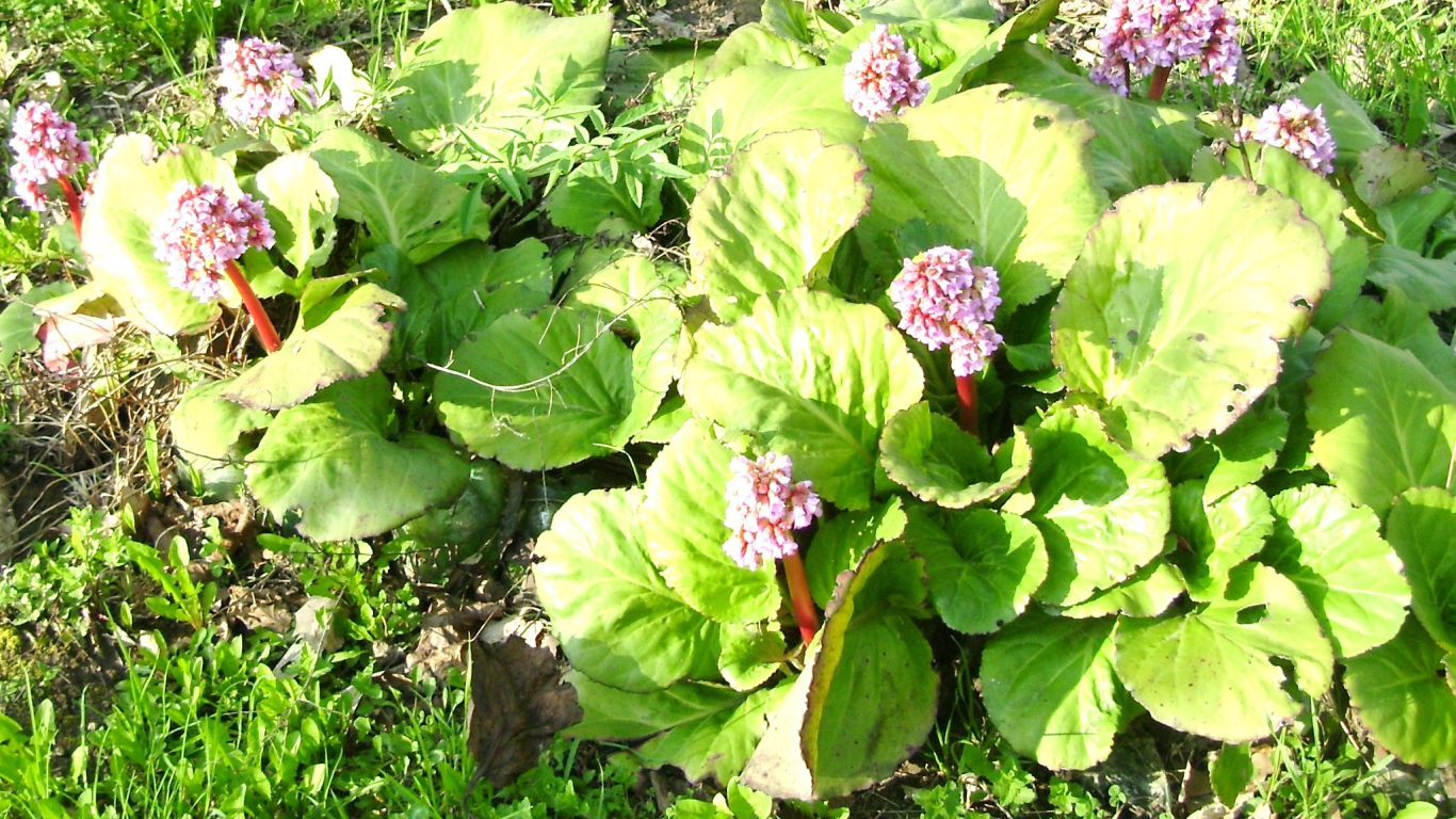 Многолетнее растение бадан на солнце