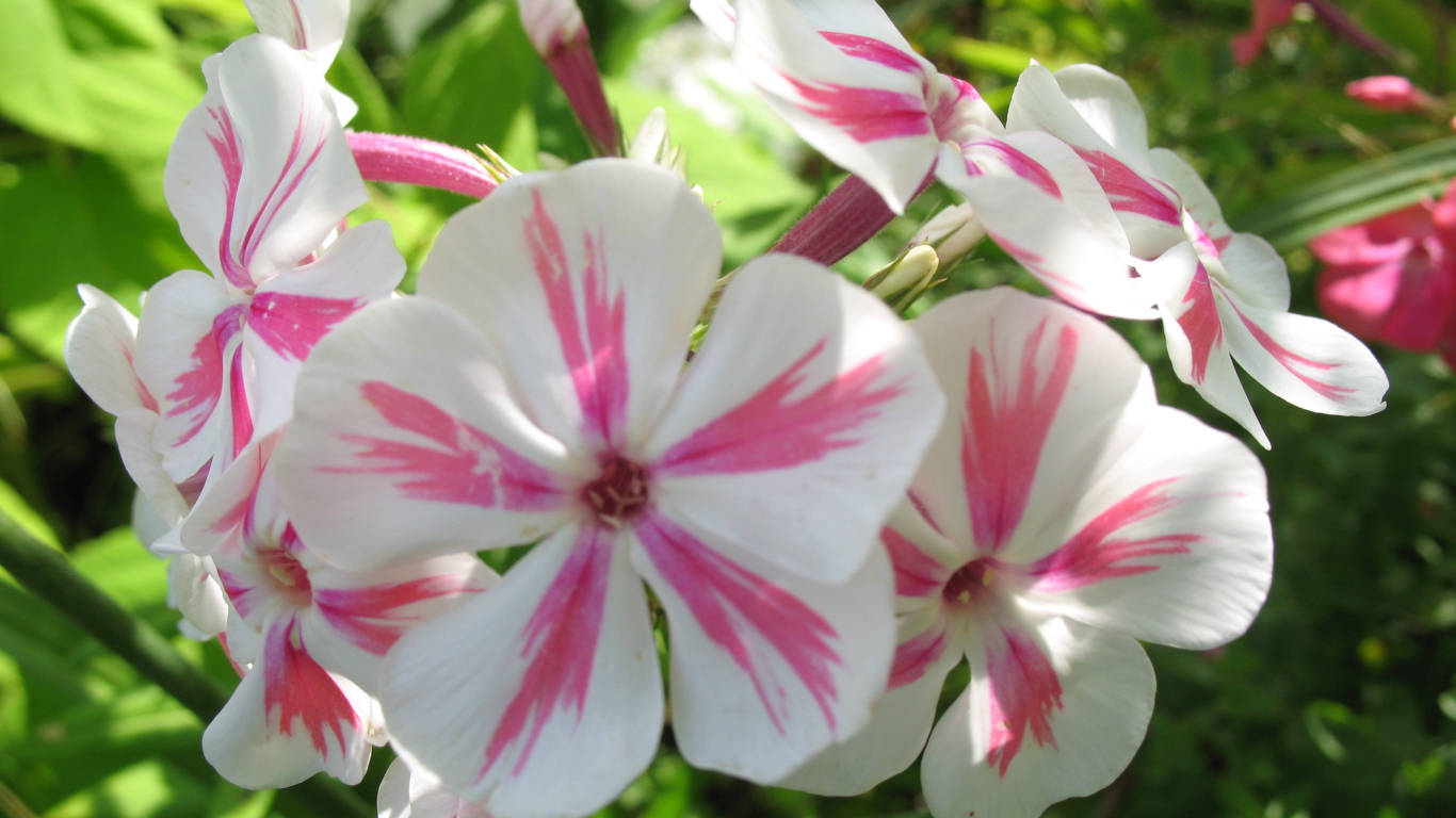 Флокс расцвел на солнечной поляне