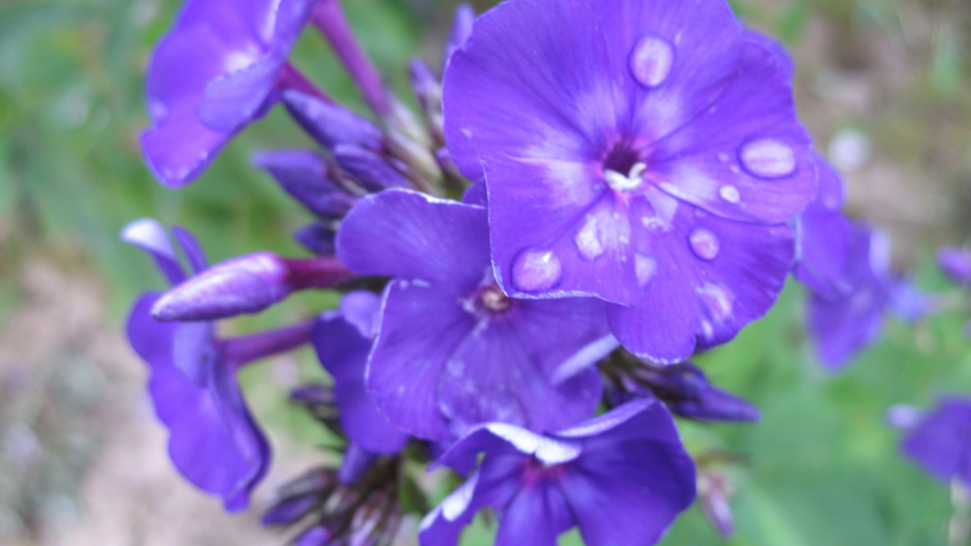 Цветы флокс на поляне