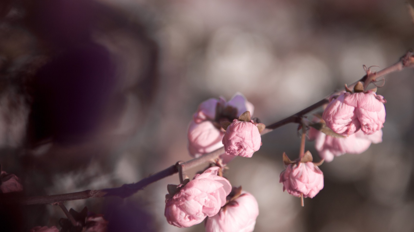 Розовые бутоны на ветке