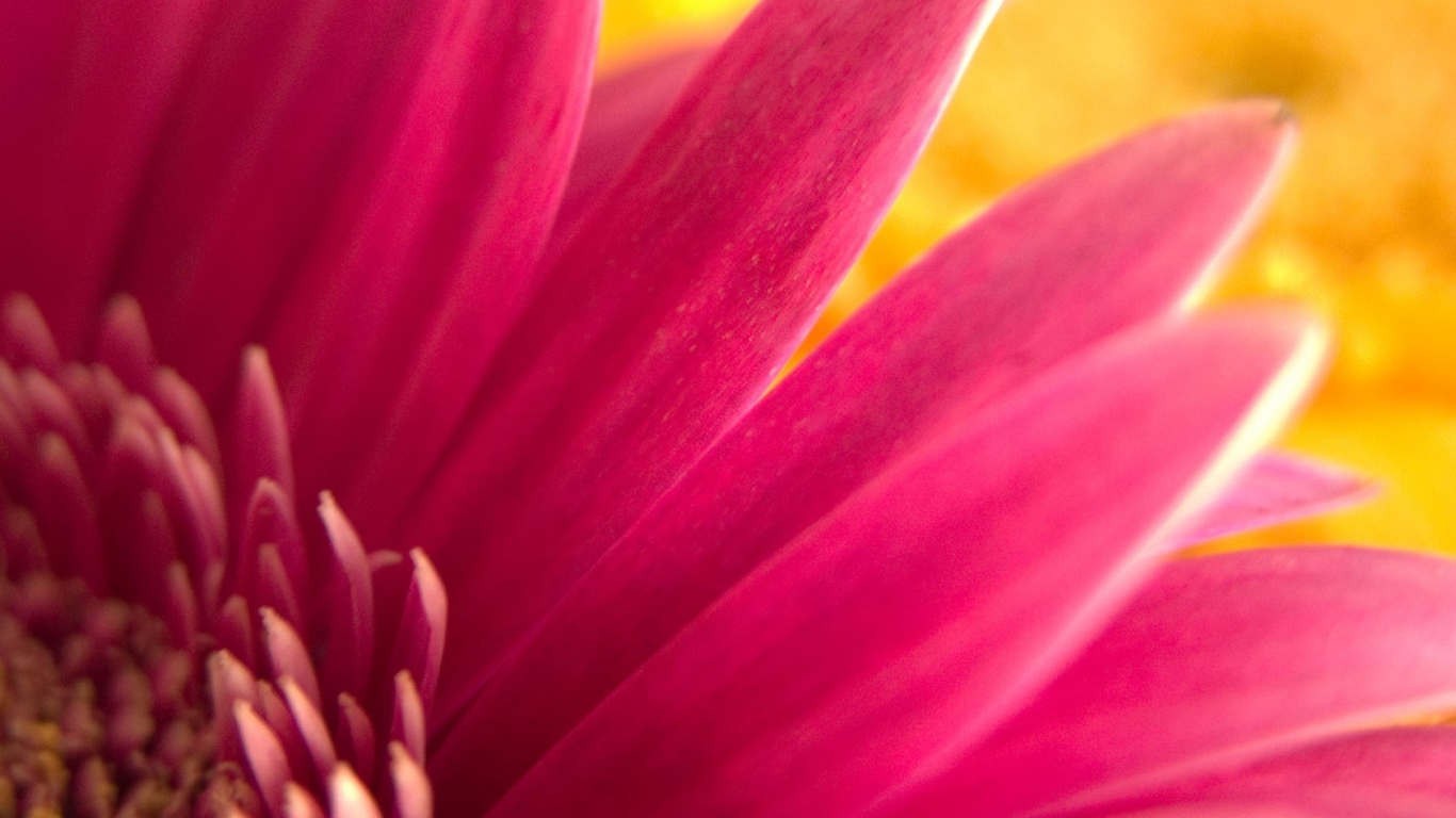 Обои с розовым цветком