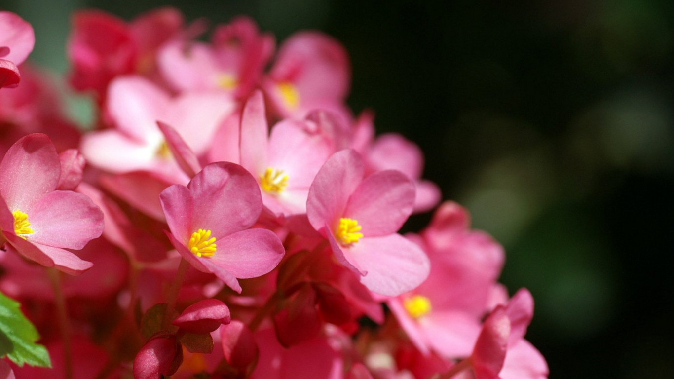 Розовые цветы с желтыми тычинками