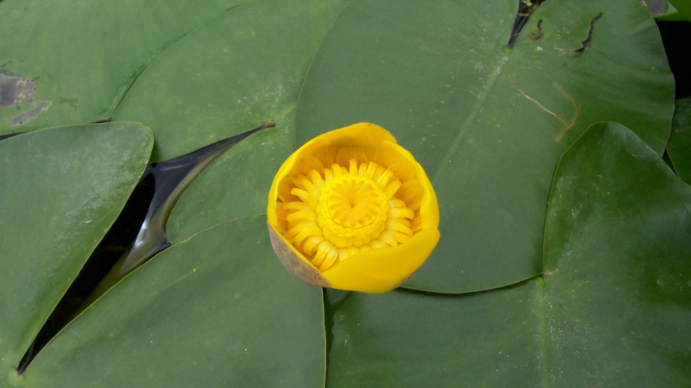 Кубышка красивый цветок