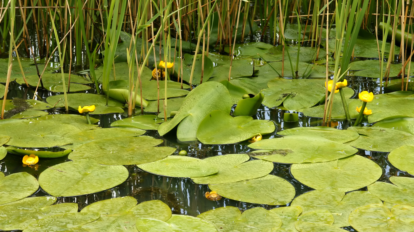 Растение кубышка на болоте