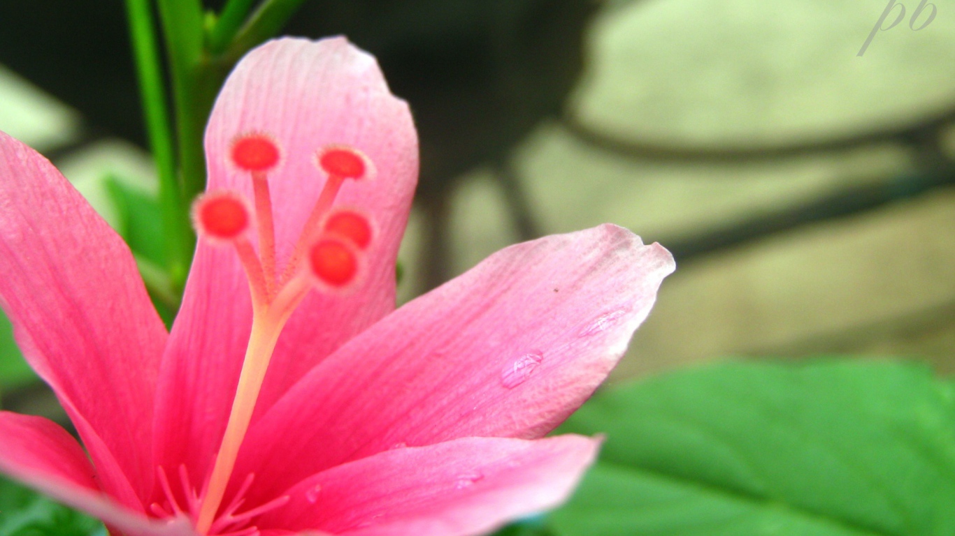 Нетронутый цветок