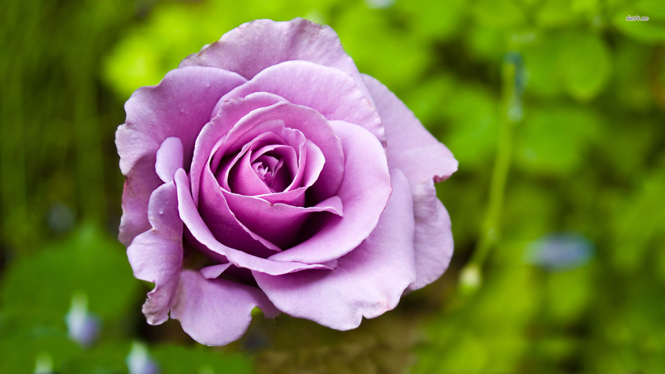 Фиолетовая роза на фоне травы