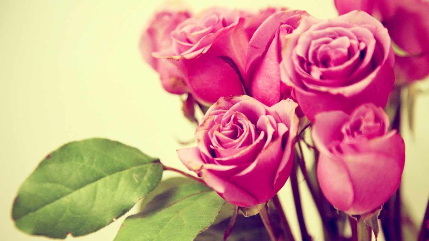 Фиолетовые розы на жёлтом фоне