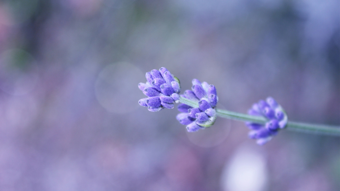 Сиреневый полевой цветок