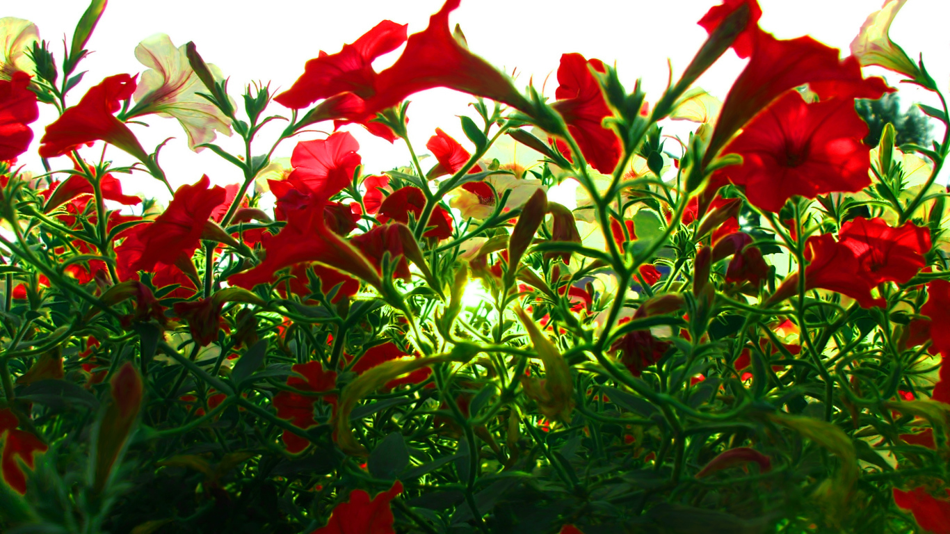 Красные цветы на зеленой траве