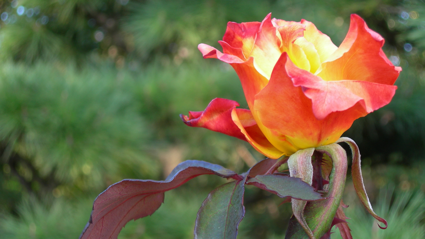 Красно оранжевая роза