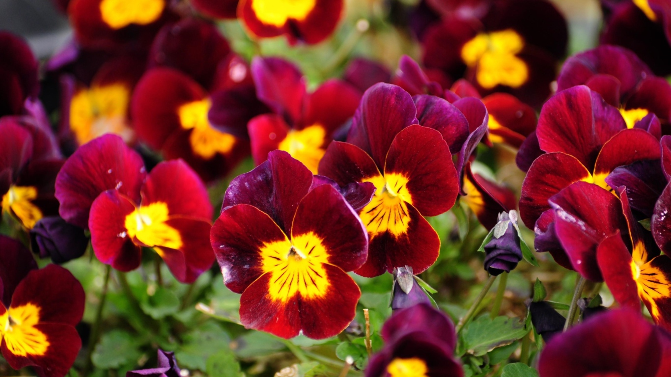 Красные анютины глазки расцвели на поляне