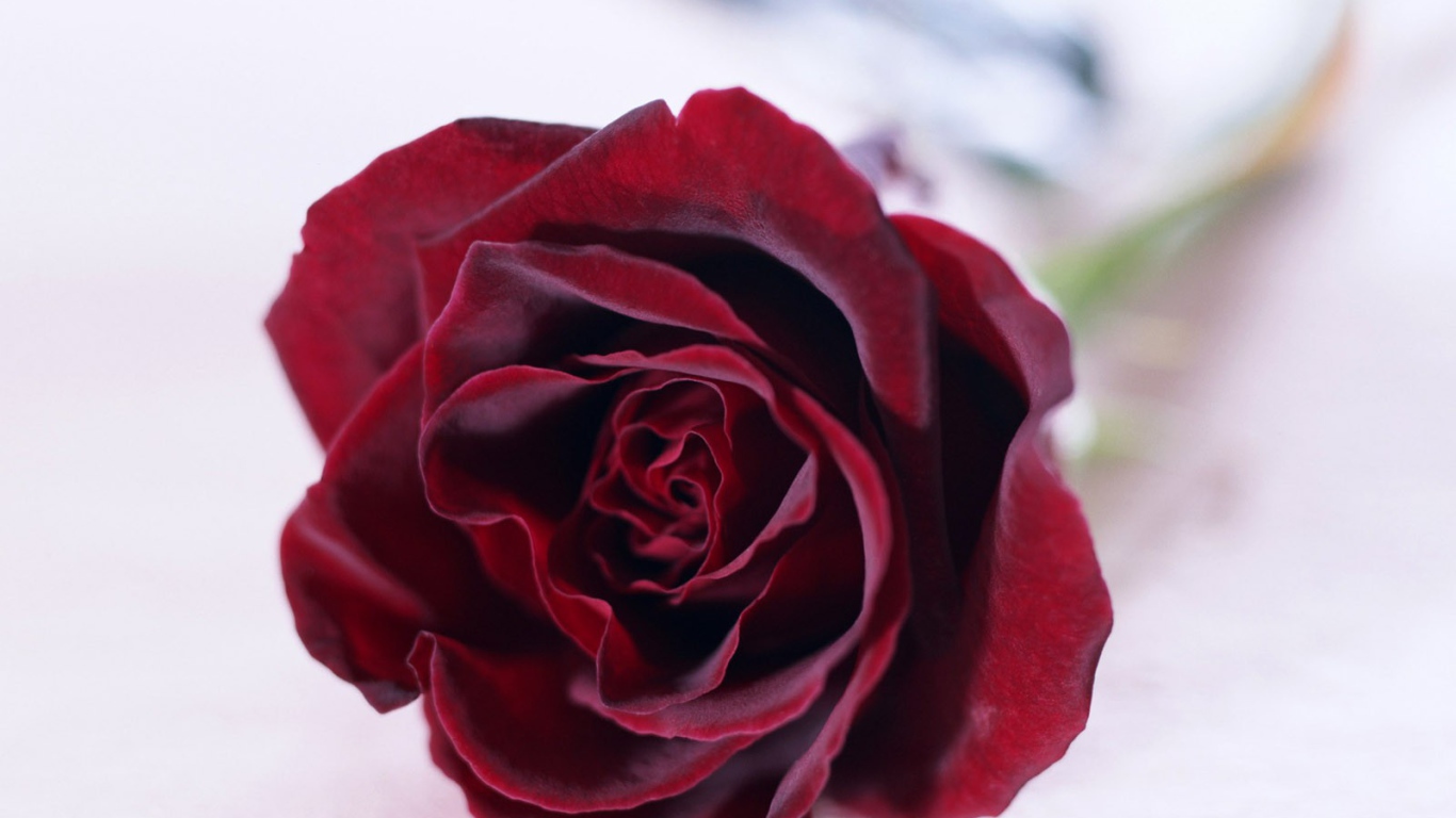 Красная роза на белом фоне