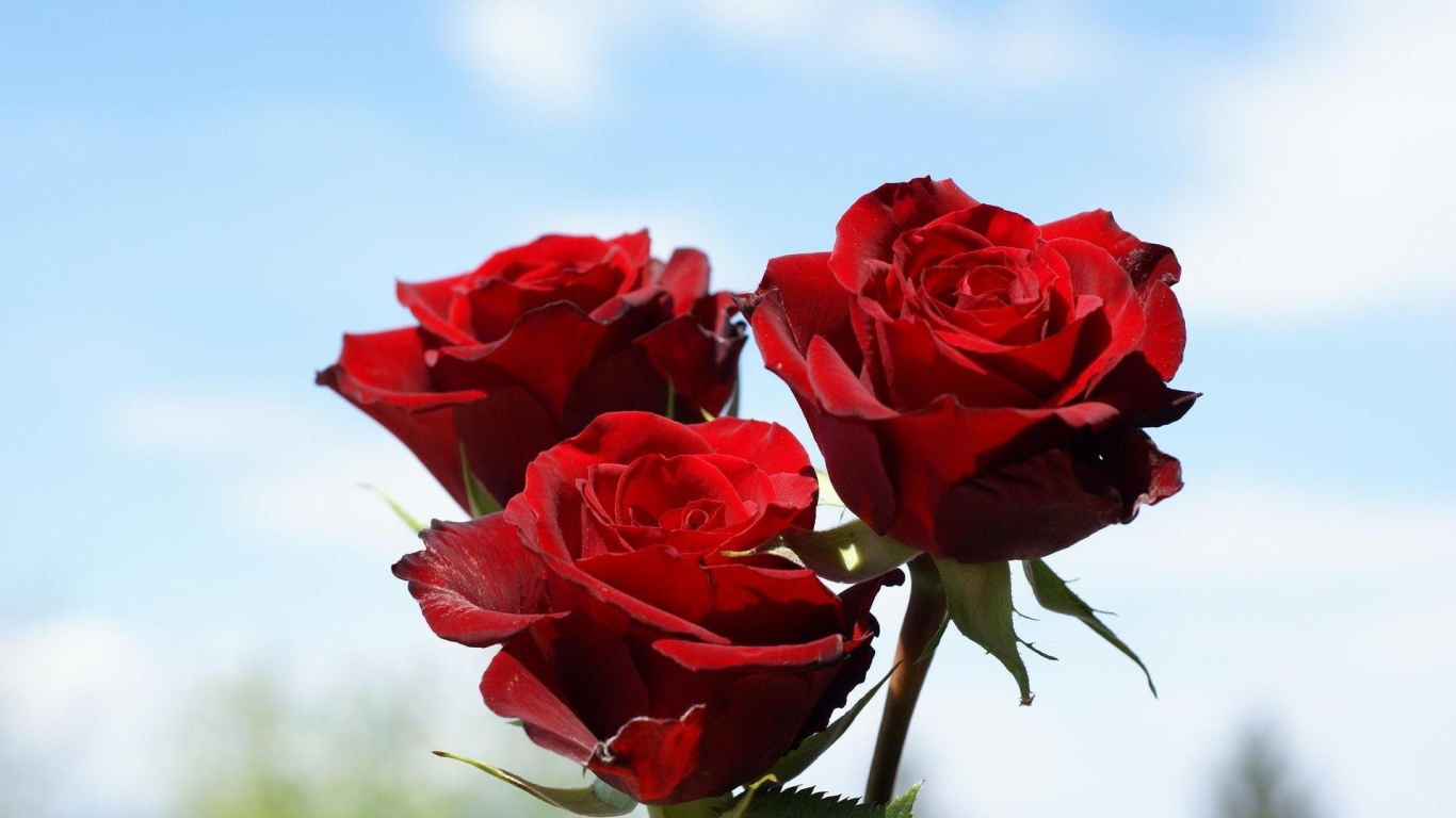 Красные розы на фоне неба