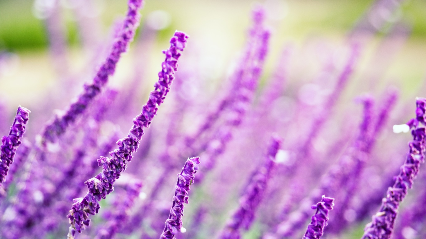 Житель полей