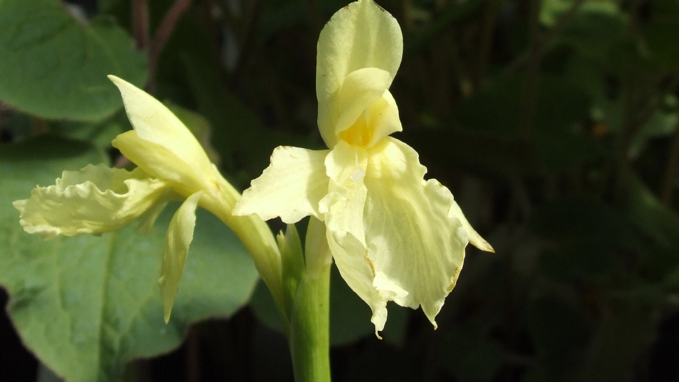 Красивый цветок роскоя в парке