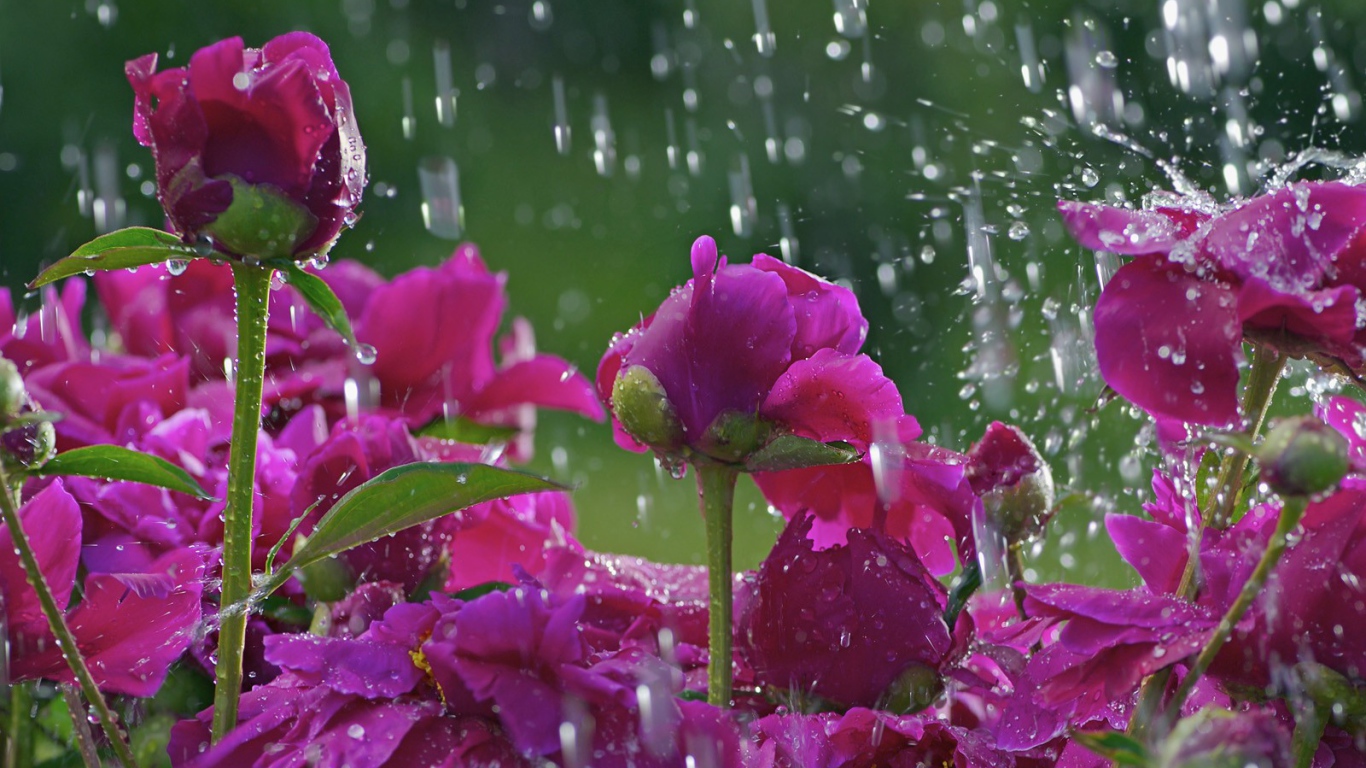 Розы под дождем