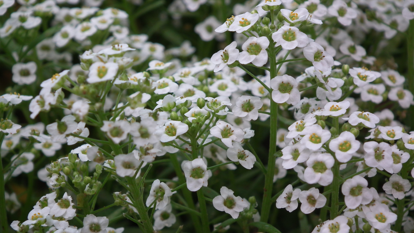 Растение резуха на опушке