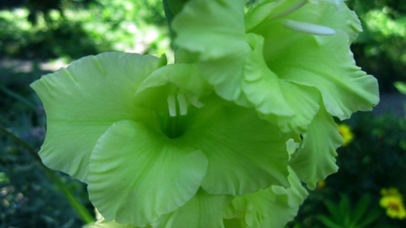 Сорт зеленых гладиолусов