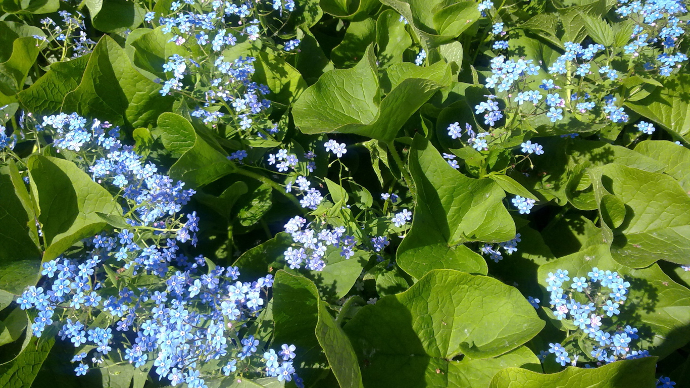 Весенние красивые  цветы незабудки