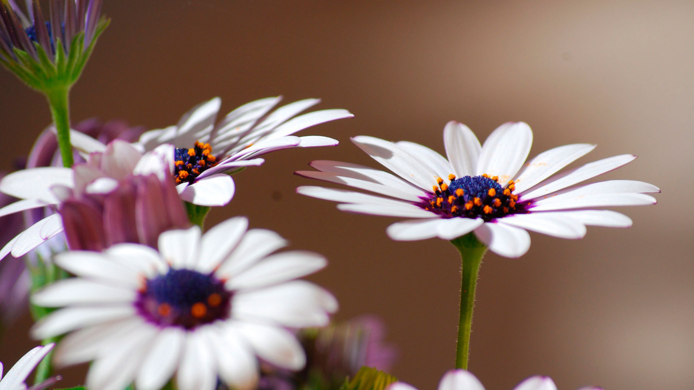 Весенние цветы маргаритки на поляне