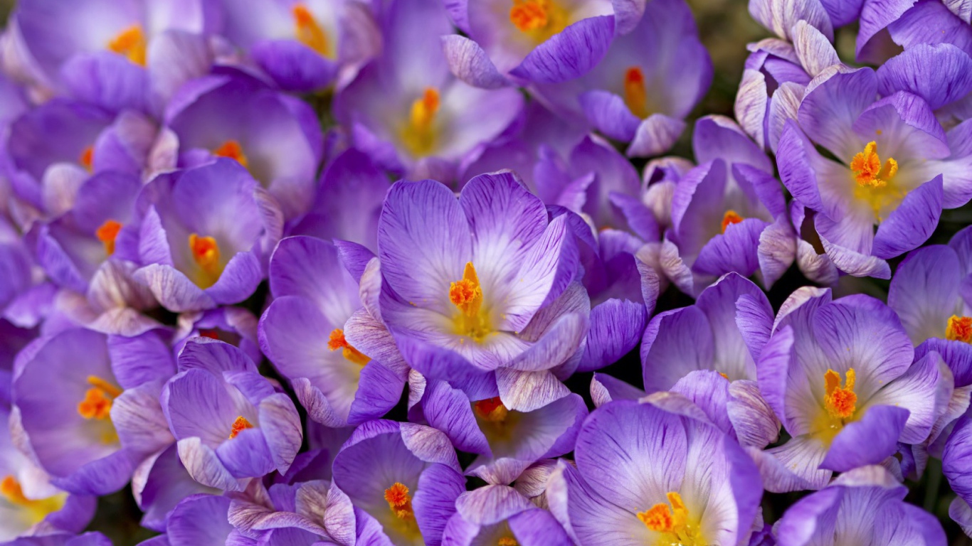 Весенние цветы шафран в саду