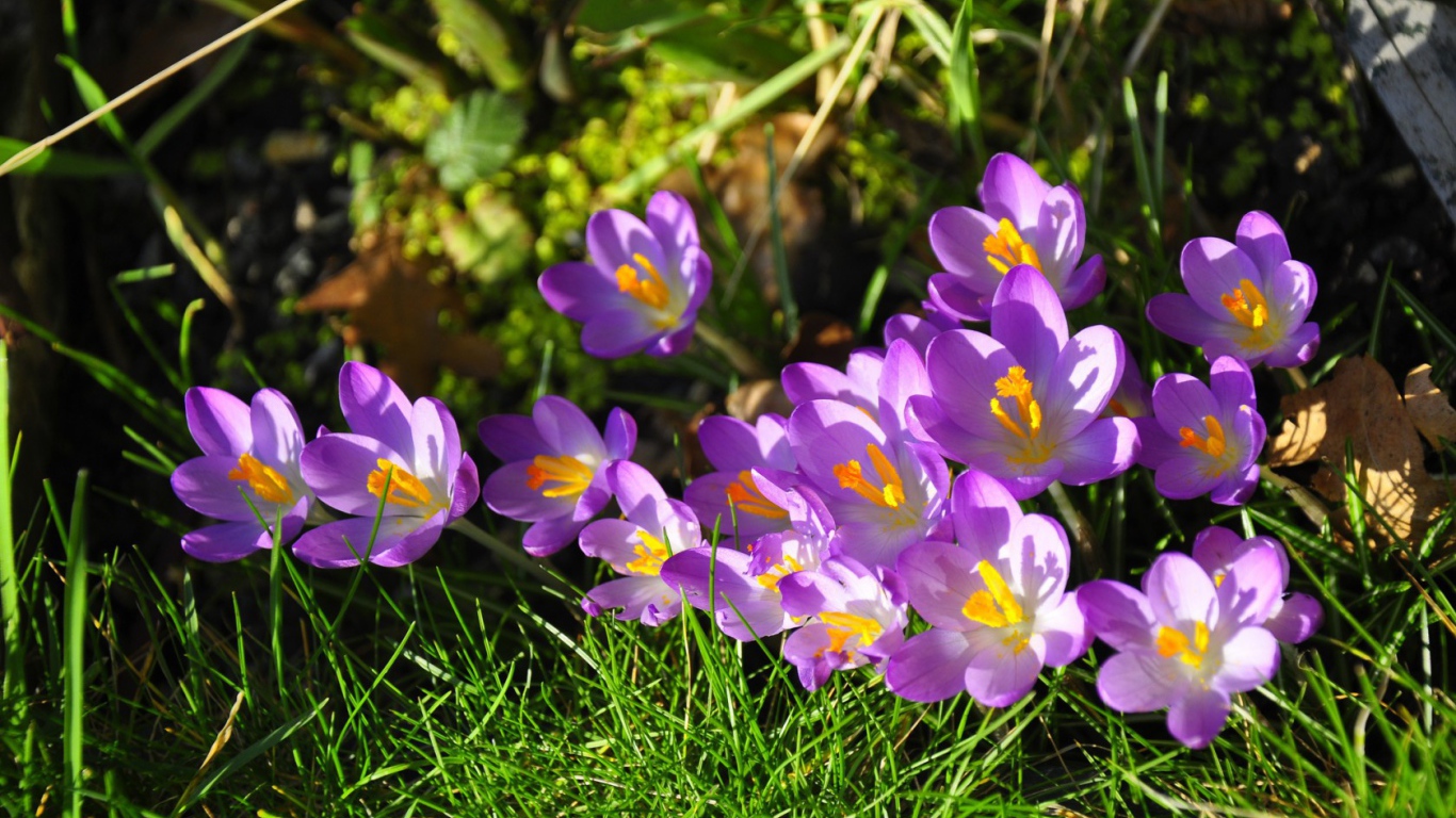 Весенние цветы шафран на солнце