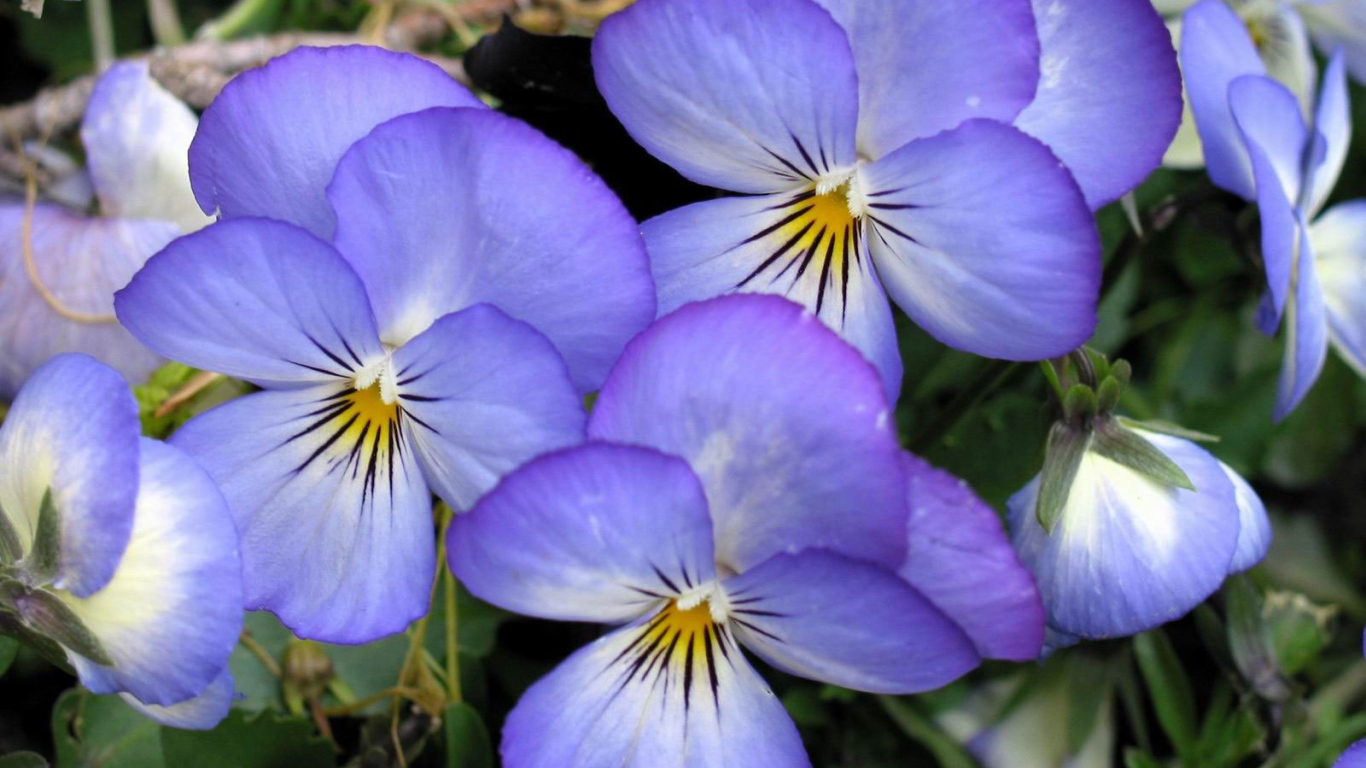 Весенние анютины глазки в саду