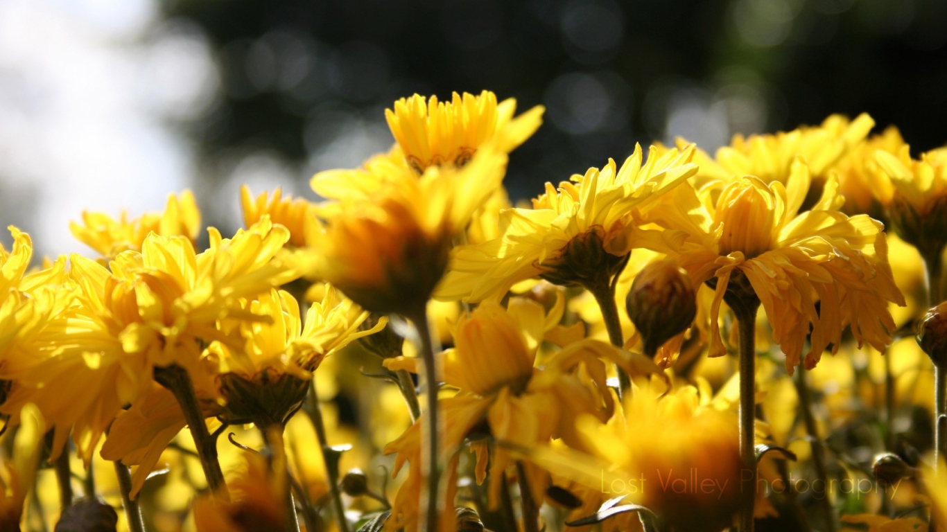 Цветы подсолнуха