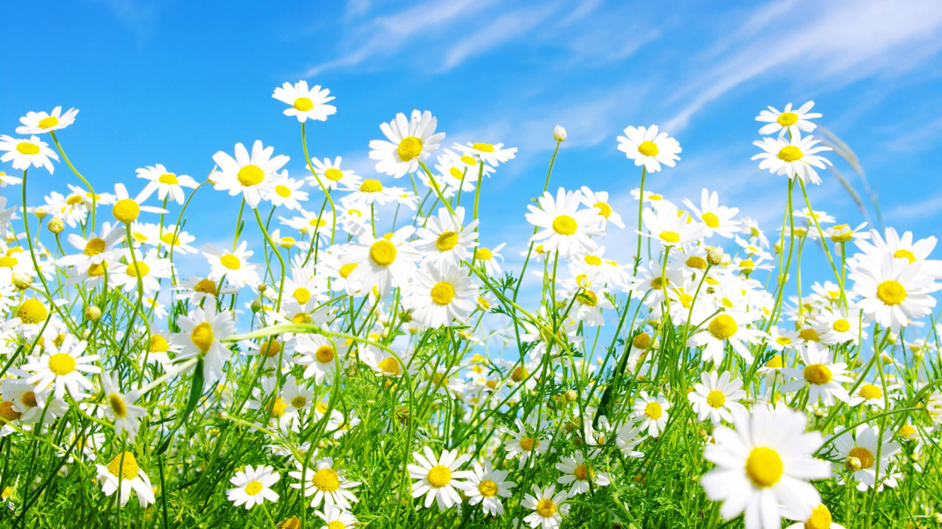 Солнечные цветы маргаритки на поляне