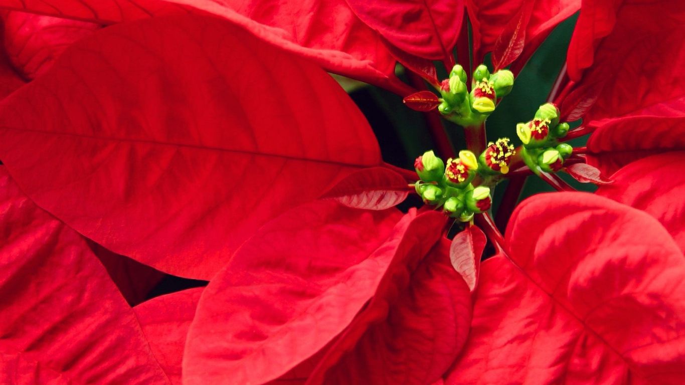 Куст с красными листьями