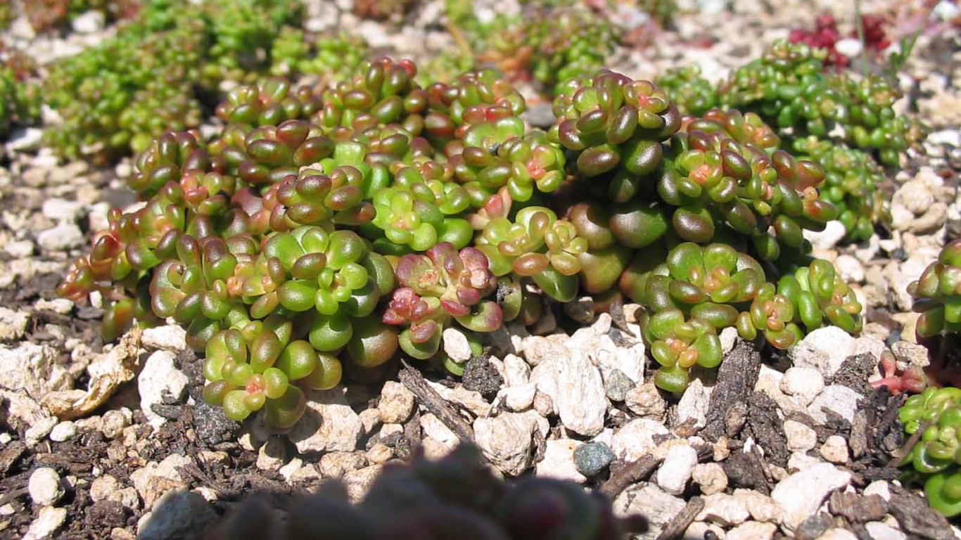 В саду красивое растение седум