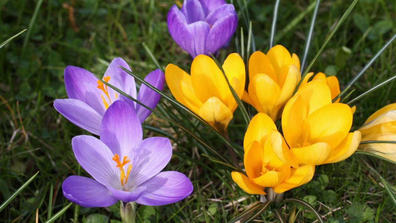 В парке цветы крокусы