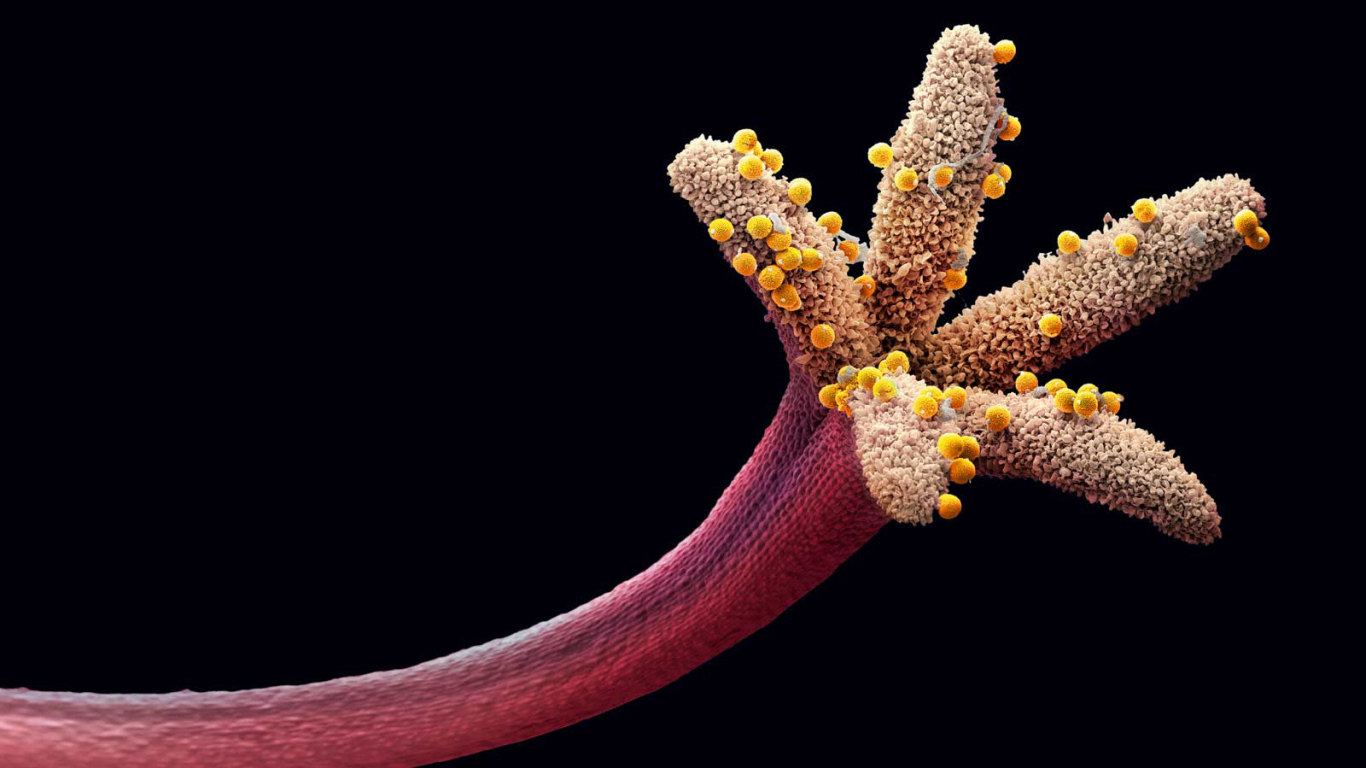 Пестик цветка с пыльцой