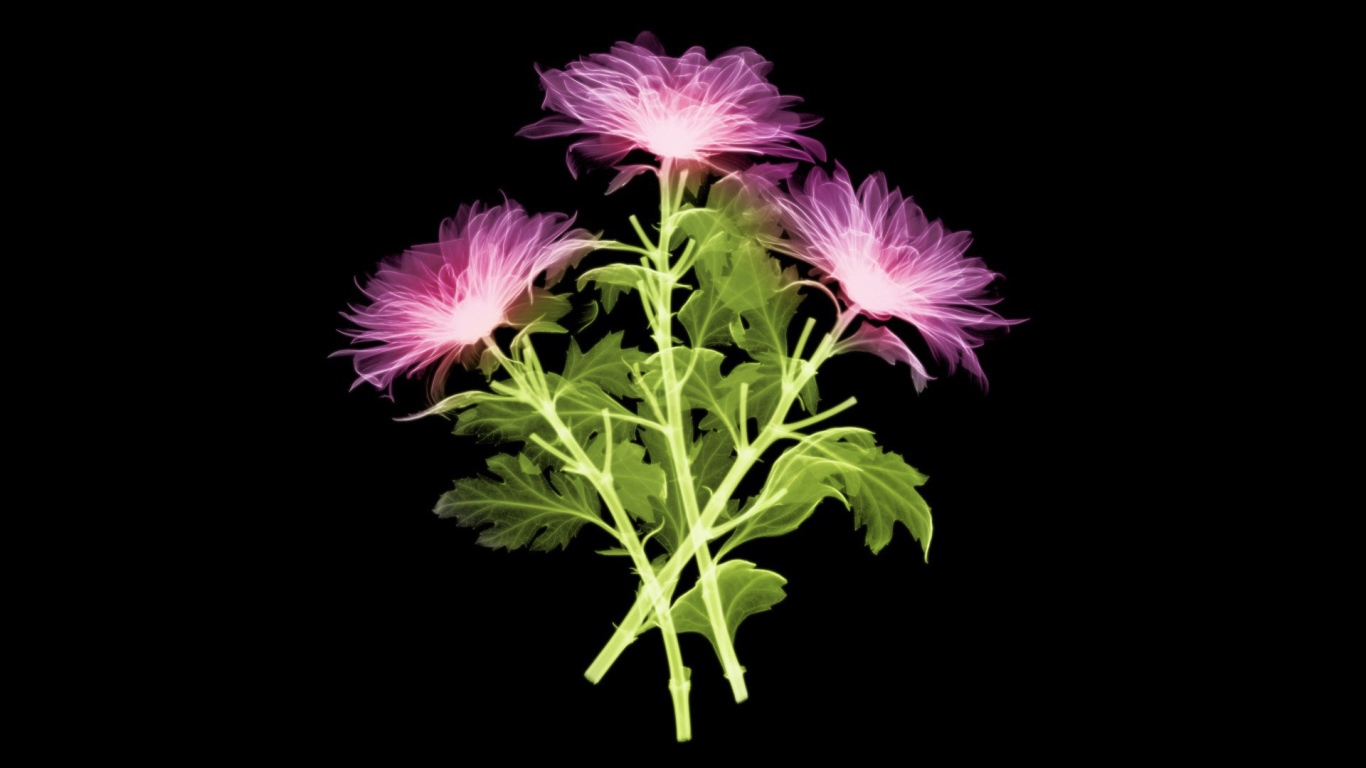 Три цветка на черном фоне