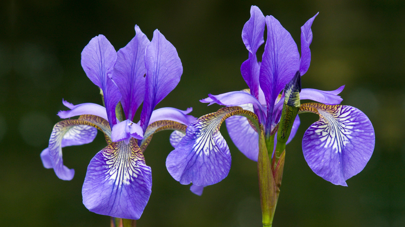 Два красивых ириса