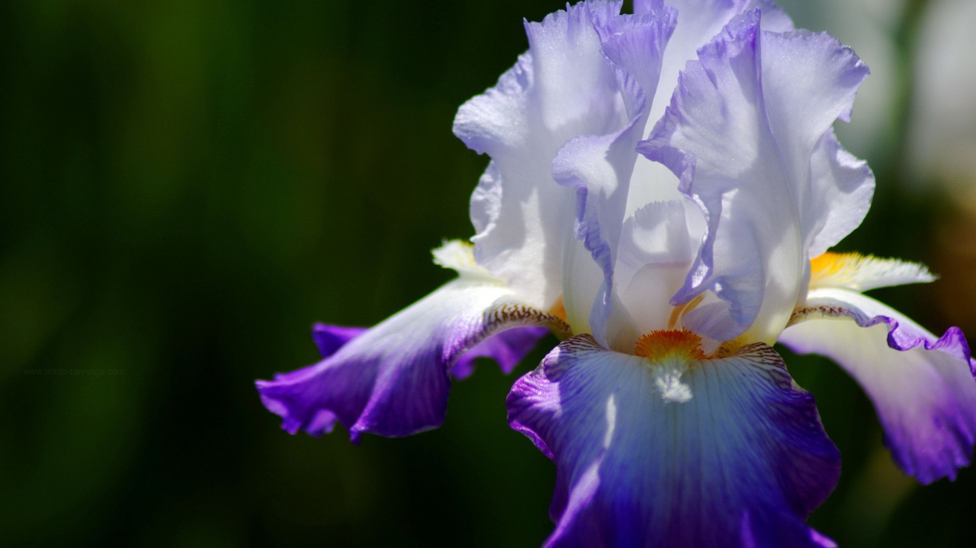 Двухцветный ирис