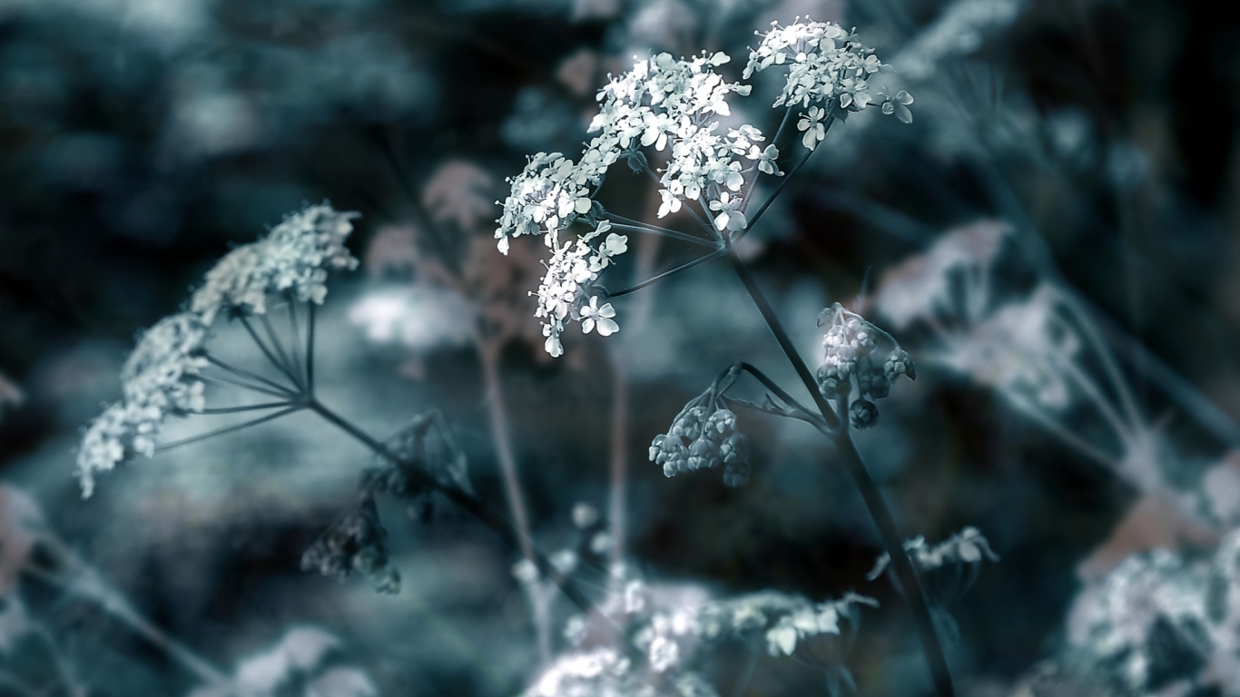 Зонтичные соцветия