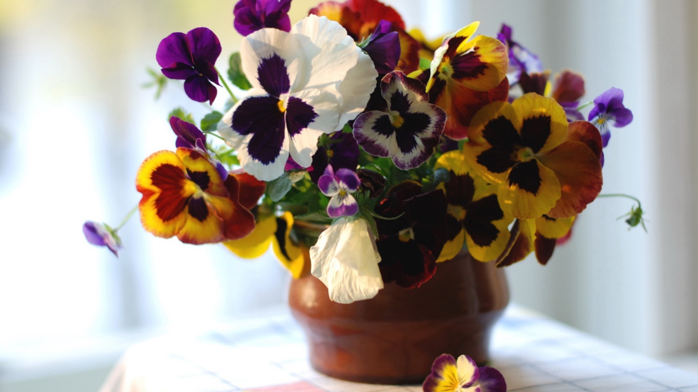 Цветы виола (фиалка,анютины глазки) в горшке