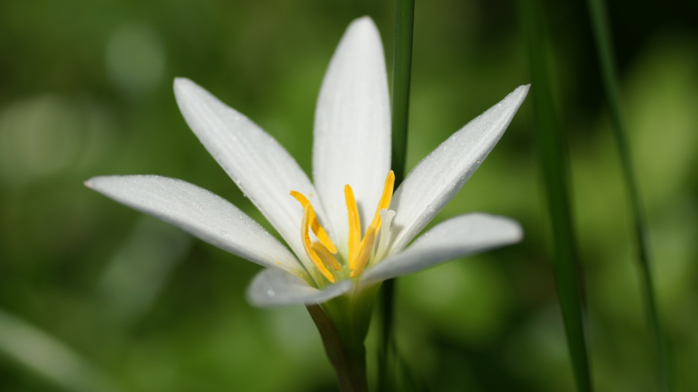 Белая лилия в росе