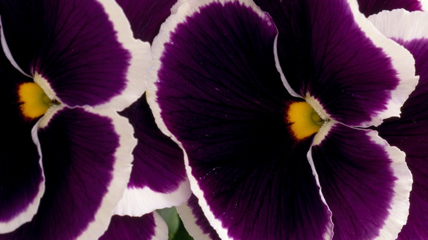 Бело фиолетовые цветы