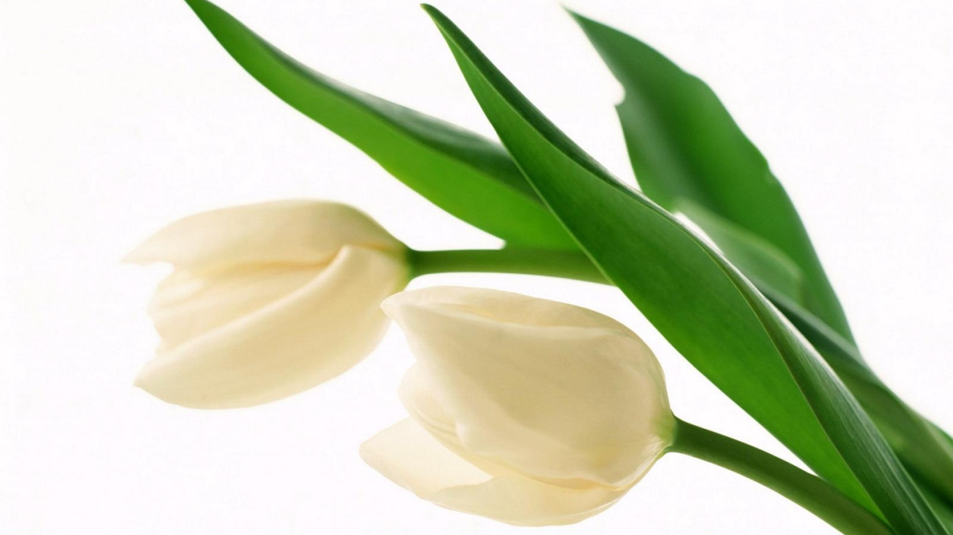 Белые бутоны