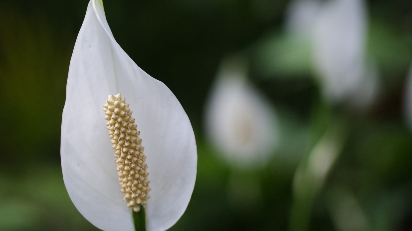 Белый цветок