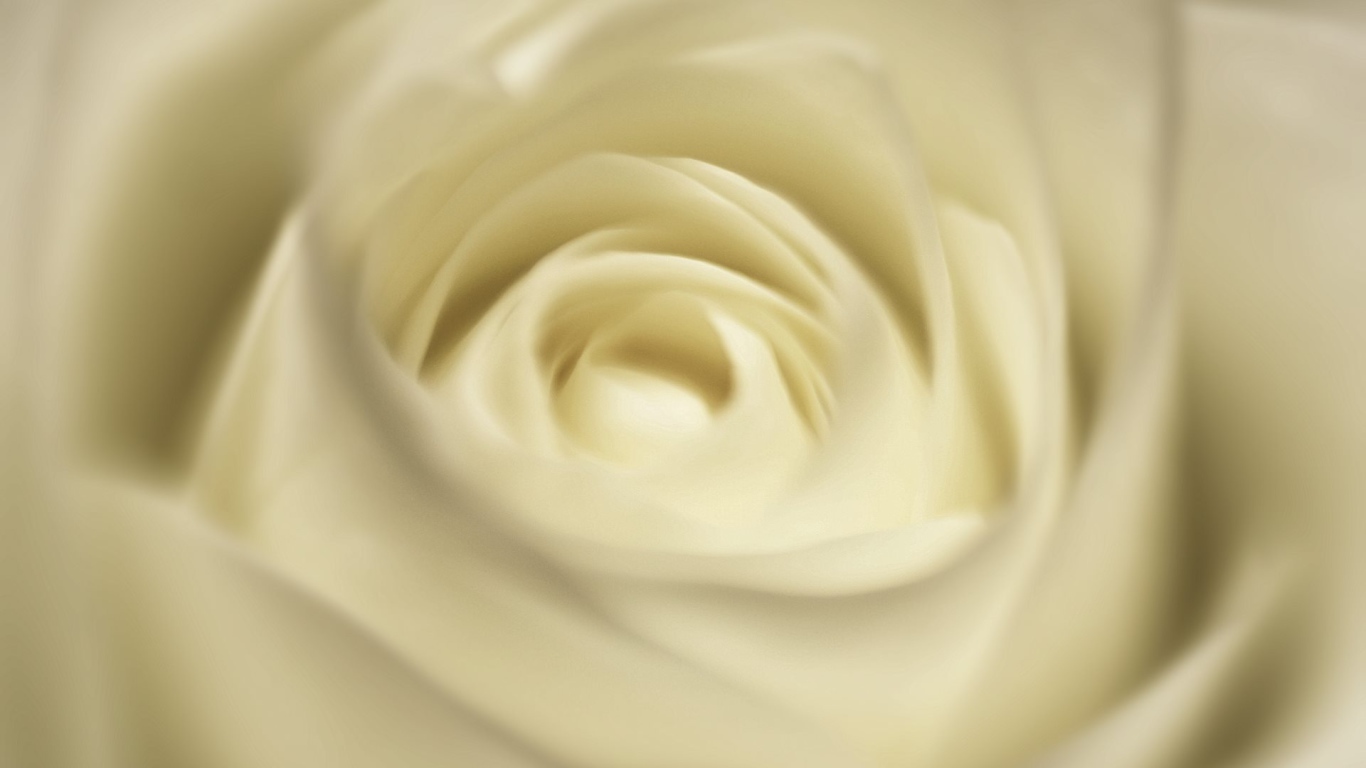 Белая роза, сердцевина крупным планом