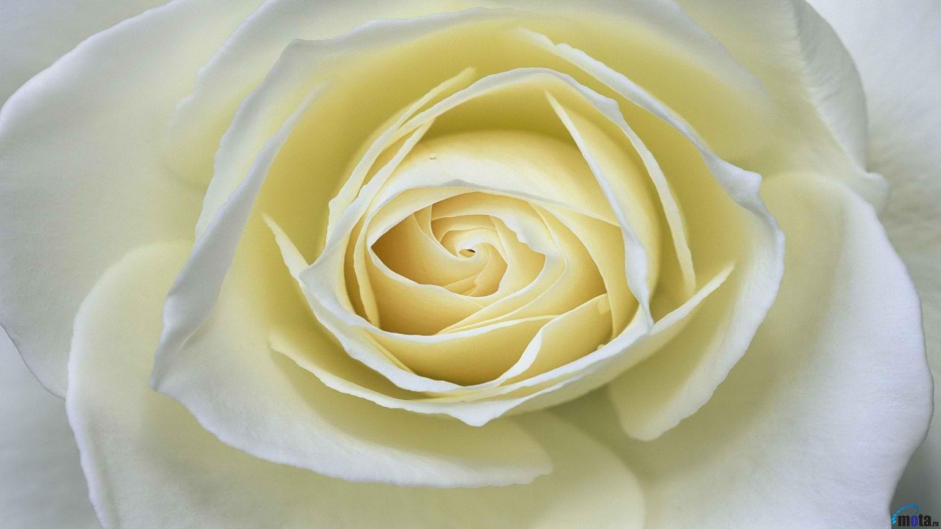 Белая роза крупным планом