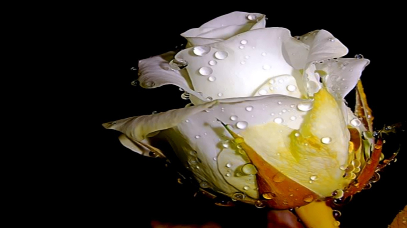 Белая роза в капельках воды