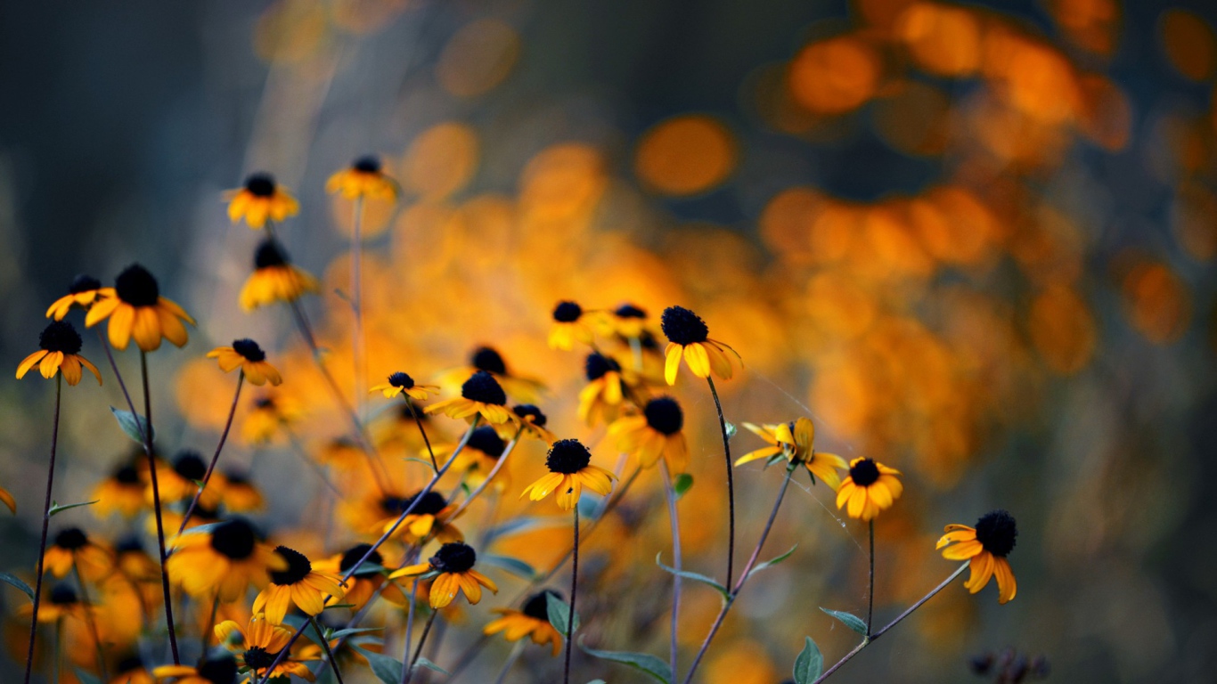 Увядшие в поле цветы