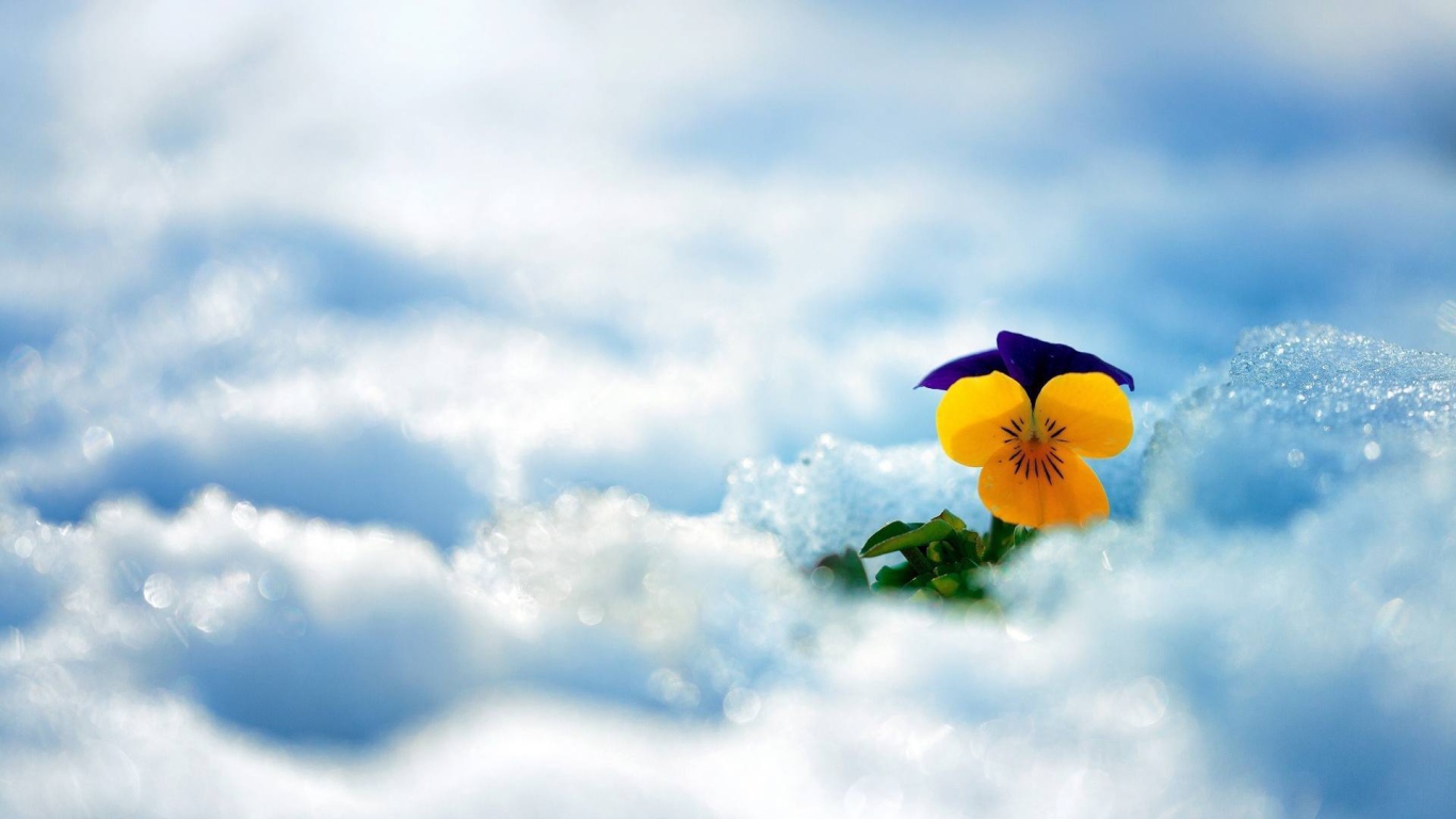 Желтый красивый цветок анютины глазки