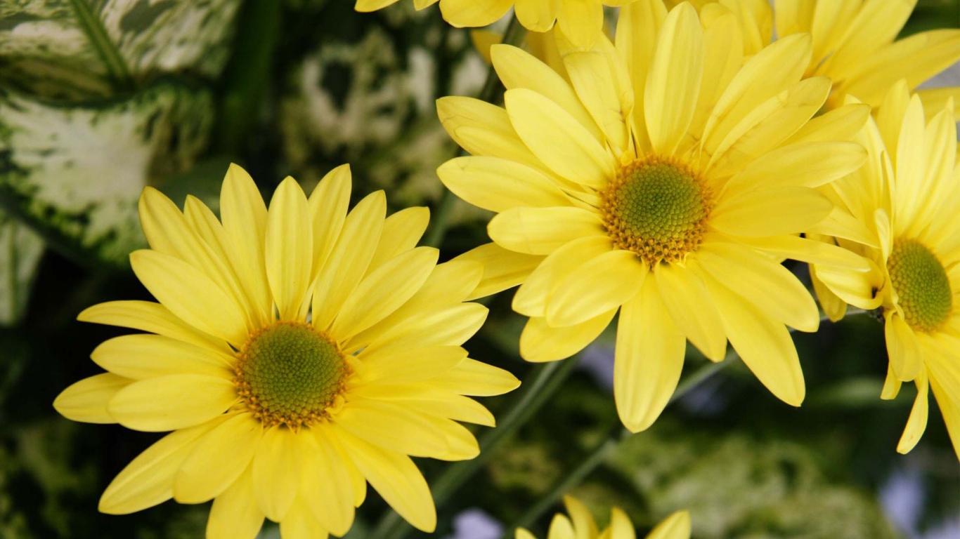 Цветы желтого цвета