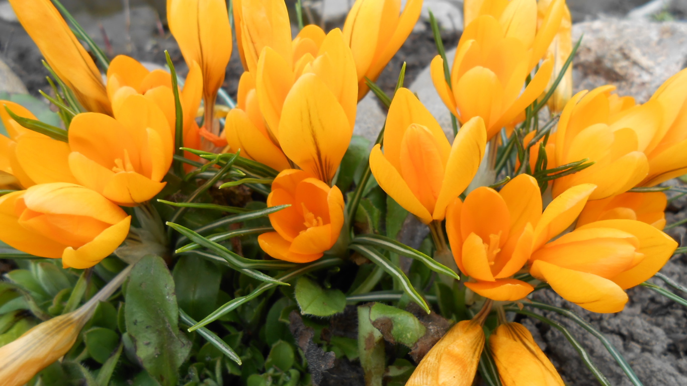 Цветы желтые крокусы на поляне